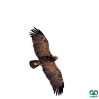 گونه عقاب خالدار کوچک Lesser Spotted Eagle